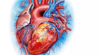 Immagine dettagliata dell'anatomia del cuore umano - Organo vitale nel  corpo foto stock