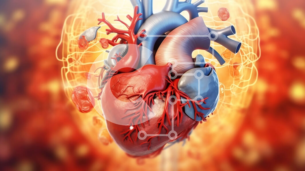 Download Detailed image of the human heart with its four chambers and ...