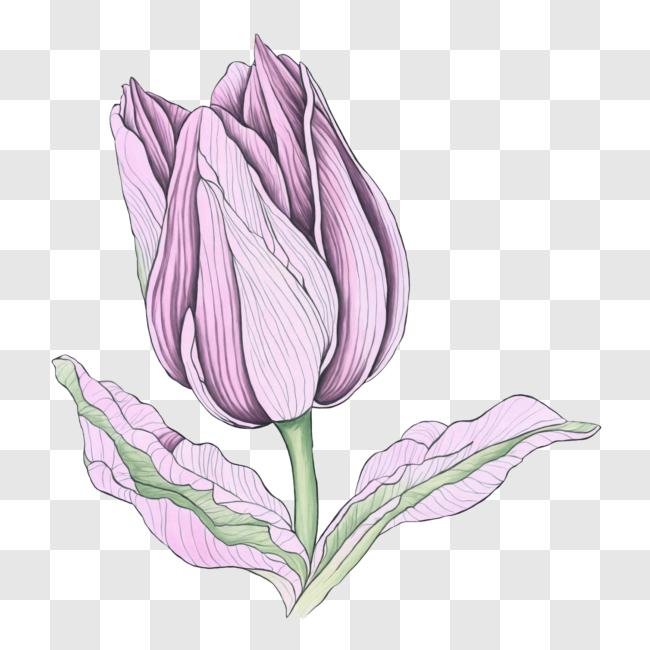 Download Pink Tulip Flower with Green Leaves PNG Online - Creative Fabrica