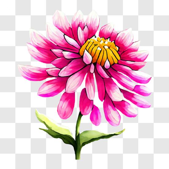 Pink Mum Flower PNG - Download Free & Premium Transparent Pink Mum ...