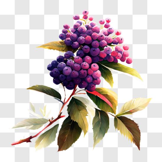 Grappe de raisins violets suspendue à une vigne PNG