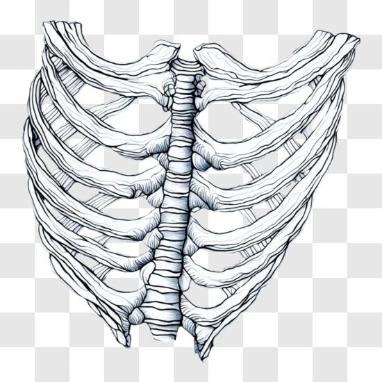 Human Clipart Ribcage - Heart In Rib Cage Drawing Transparent PNG - 640x480  - Free Download on NicePNG