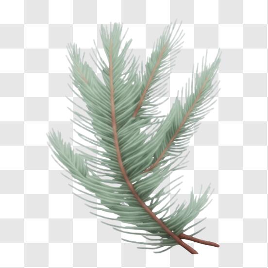 Evergreen Branches PNG Transparent Images Free Download, Vector Files