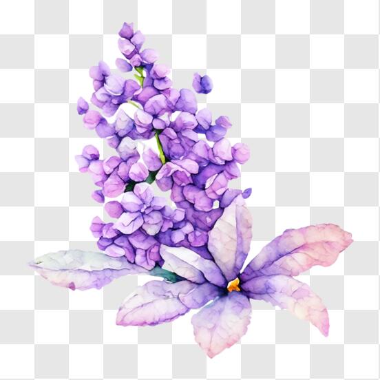 Purple Lilac Flower Illustrations Png Digital Download,Flower Sublimation  Png, Printable Flower Png Image For Wall Art, Decoration, Crafts