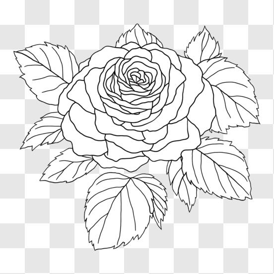 Desenho simples para colorir de flores, fácil de colorir, muito espaço em  branco · Creative Fabrica