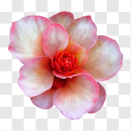 Flower PNG - Download Free & Premium Transparent Flower PNG Images Online -  Creative Fabrica