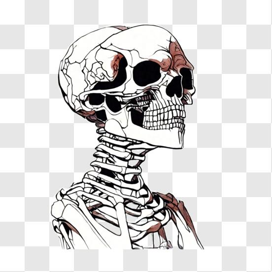 Télécharger Illustration de l'anatomie du squelette humain PNG En