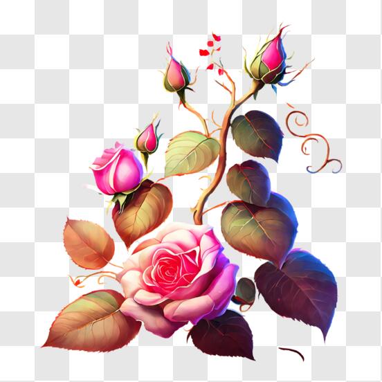 Download Close-up View of Pink Roses on a Rose Bush PNG Online