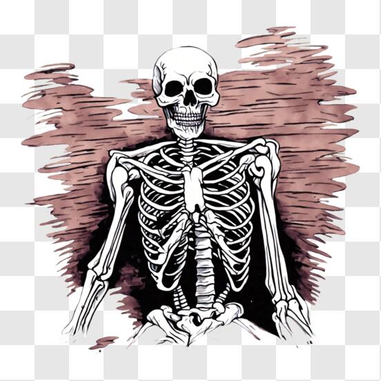 Descarga Ilustración de anatomía del esqueleto humano PNG En Línea -  Creative Fabrica