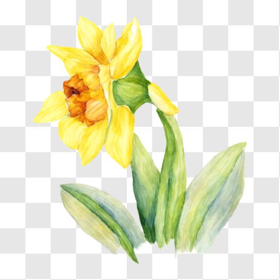 Daffodils bouquet Light stitching Machine Embroidery Design - 5 sizes