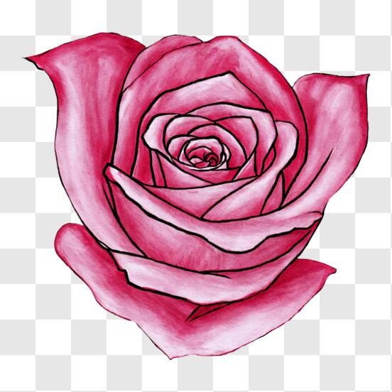 Scarica Disegno romantico di rosa rosa su sfondo scuro PNG Online - Creative  Fabrica