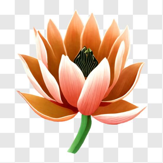 Plantilla de loto sagrado dibujo flor, flor, loto sagrado, plantilla png