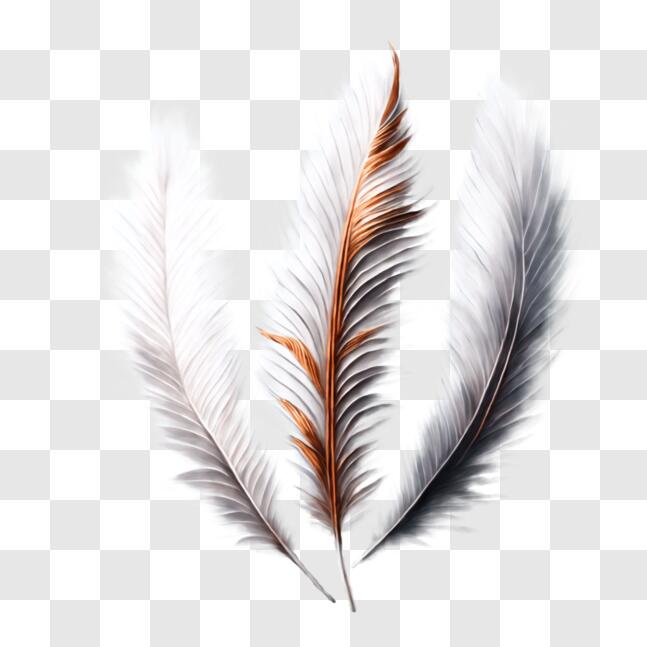 Download Beautiful White Feather with Orange and Black Accents PNG
