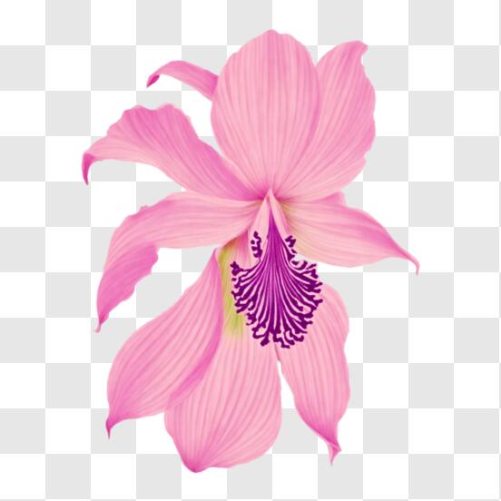 Download Beautiful Pink Orchid Flower on a Black Background PNG Online -  Creative Fabrica