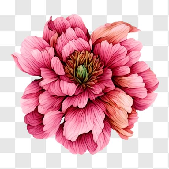 Baixe Cacto decorativo com flores cor-de-rosa em estilo de desenho animado  PNG - Creative Fabrica