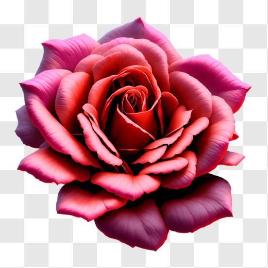 Rose Petal Red PNG Clip Art Image  Rose petals, Red rose petals, Beautiful  rose flowers