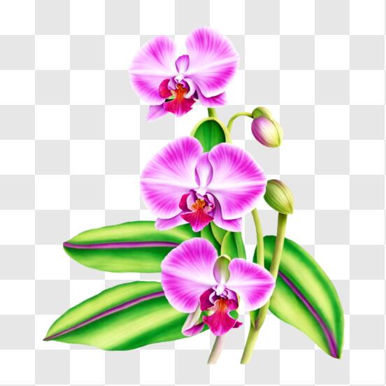 Scarica Bellissima Pianta di Orchidea Rosa con Foglie Verdi e Fiori Viola  PNG Online - Creative Fabrica