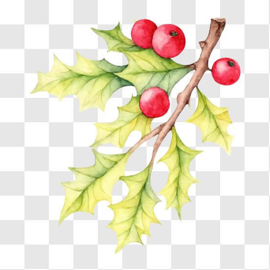 Realistic red holly berry surrounded by leaves png download - 2952*3732 -  Free Transparent Red Holly Berry png Download. - CleanPNG / KissPNG