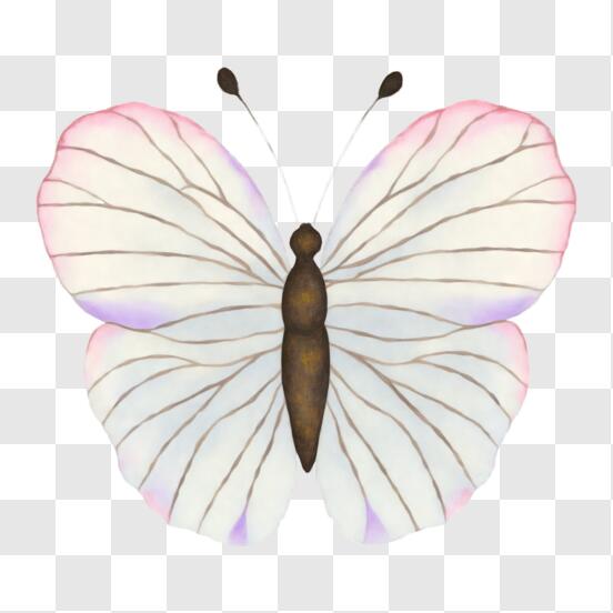 Download Beautiful White Butterfly with Striped Wings PNG Online - Creative  Fabrica