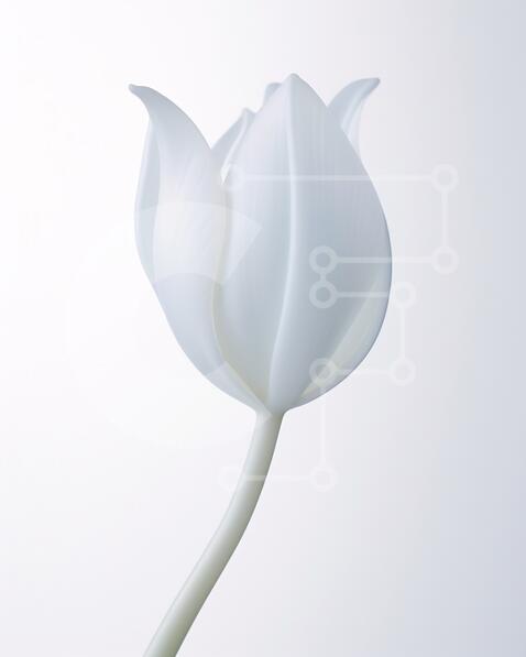 Beautiful Close-Up of a Single White Tulip Flower stock photo ...
