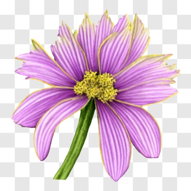 Download Beautiful Purple Flower with Yellow Petals and Green Centers ...