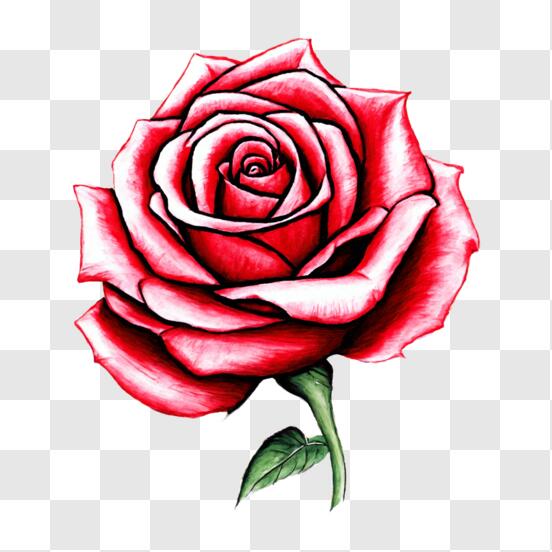 Baixe Desenho de Rosa Preto e Branco para Tatuagens e Projetos de Arte PNG  - Creative Fabrica
