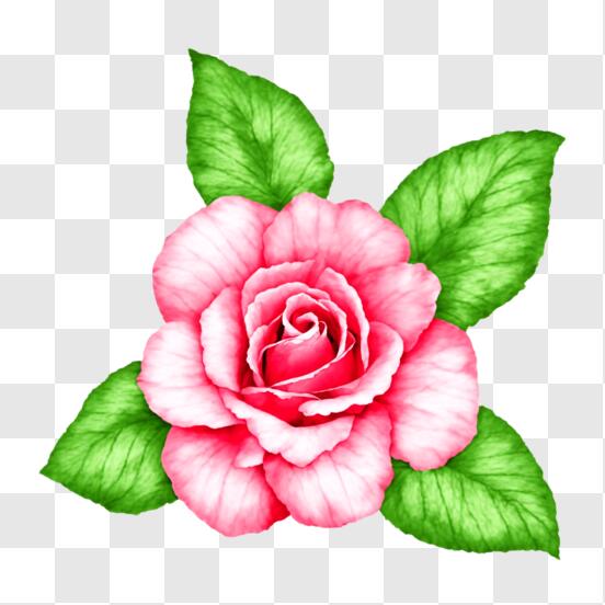 Download Beautiful Pink Flower with Green Leaves PNG Online