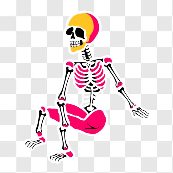 Anatomía - Esqueleto humano - Material escolar
