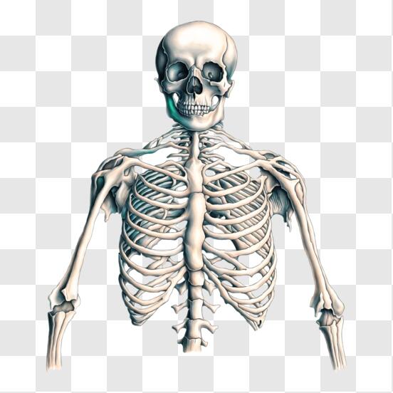 Descarga Ilustración de anatomía del esqueleto humano PNG En Línea