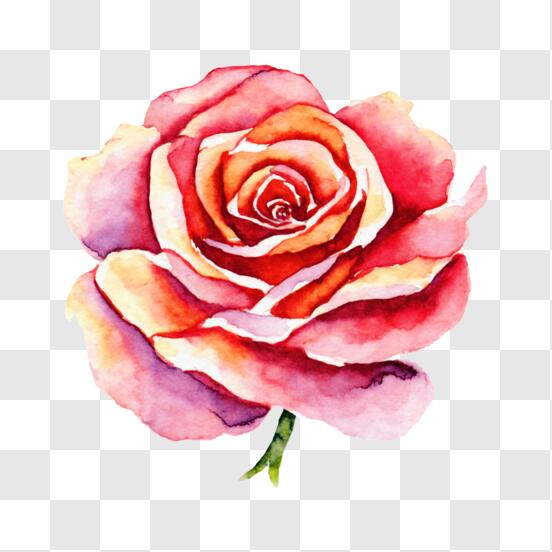Belle Rose Rose Avec Feuillage Vert Avec Coffret Cadeau Doré Sur