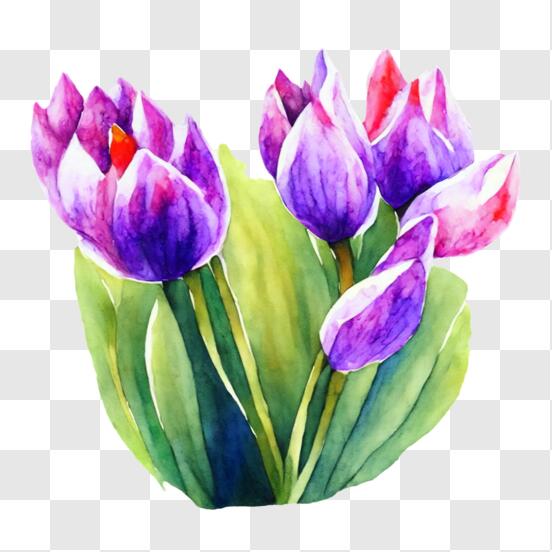 beautiful purple tulips