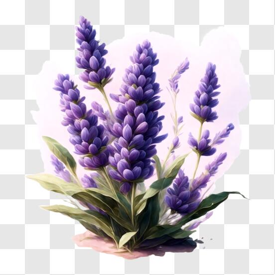 Vle Background Download Lavender Flowers on Purple Background Backgrounds Online ...