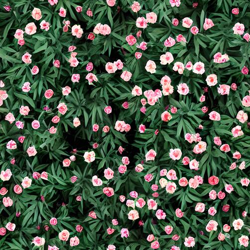 Pink Flower Field with Green Leaves Pink Flower Field with Green Leaves thumbnail