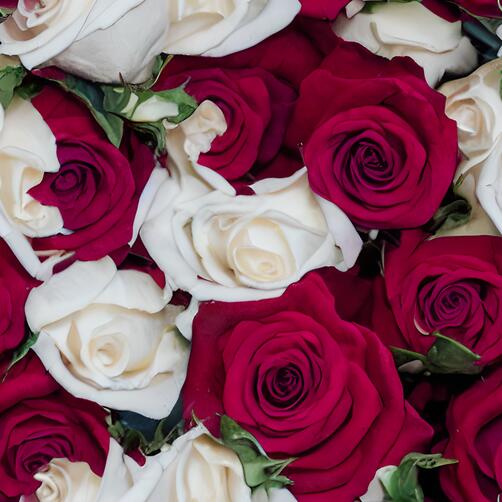 Close-up of Red and White Roses in an arrangement Close-up of Red and White Roses in an arrangement thumbnail