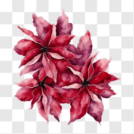 Peinture à l'aquarelle de fleurs de poinsettia rouges pour la décoration des fêtes PNG
