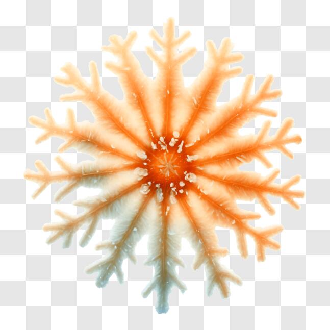 Download Identify Sea Life with Orange and White Snowflake Starfish PNG ...