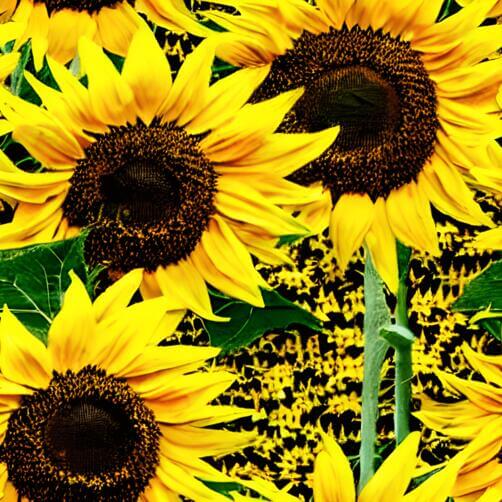 Sunflower Field with Rows of Yellow Flowers Sunflower Field with Rows of Yellow Flowers thumbnail