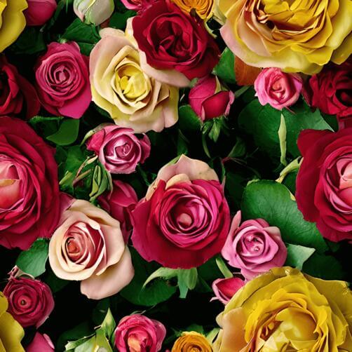 Colorful Bouquet of Roses on Black Background Colorful Bouquet of Roses on Black Background thumbnail