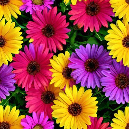 Beautiful Daisy Arrangement on Green Grass Beautiful Daisy Arrangement on Green Grass thumbnail