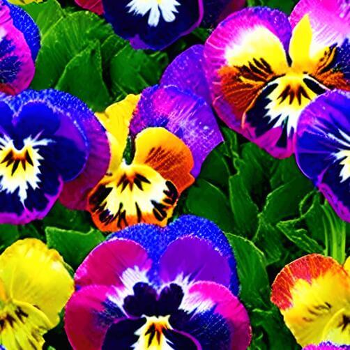 Colorful Pansies in a Garden with Green Leaves and Flowers Colorful Pansies in a Garden with Green Leaves and Flowers thumbnail