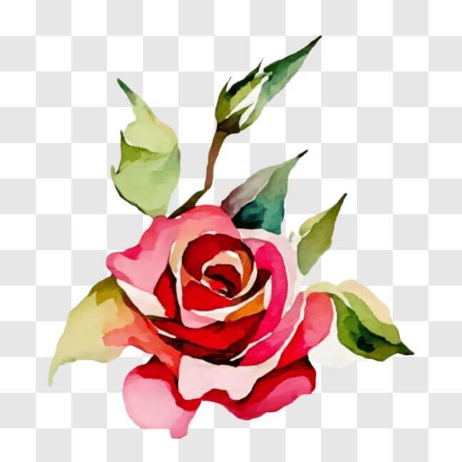 Download Beautiful Pink Rose in Watercolor PNG Online - Creative Fabrica