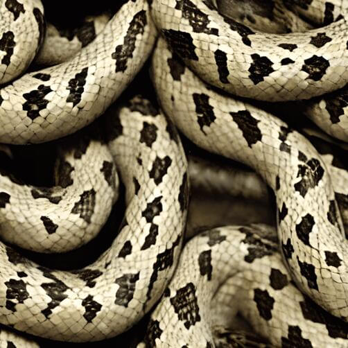 Close-up of Group of Snakes Wrapped Around Each Other Close-up of Group of Snakes Wrapped Around Each Other thumbnail