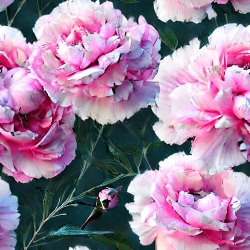 Beautiful Bouquet of Pink Peonies with Hummingbird Beautiful Bouquet of Pink Peonies with Hummingbird thumbnail