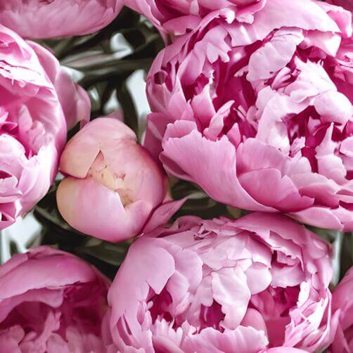Bouquet of Pink Peonies in Various Stages of Blooming Bouquet of Pink Peonies in Various Stages of Blooming thumbnail