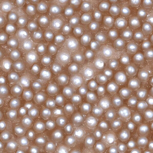 Download Close-up of Small Pearls on White Background Patterns Online ...