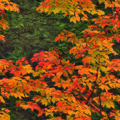 Colorful Autumn Tree with Birds and Airplane Colorful Autumn Tree with Birds and Airplane thumbnail