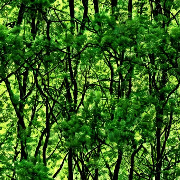 Download Beautiful Green Forest with a Variety of Trees Patterns Online ...