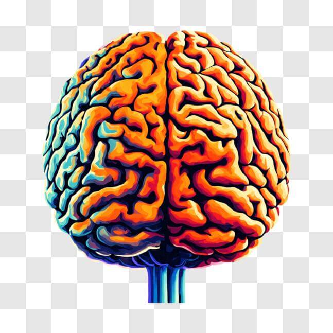Download Vibrant Human Brain with Colorful Patterns PNG Online ...