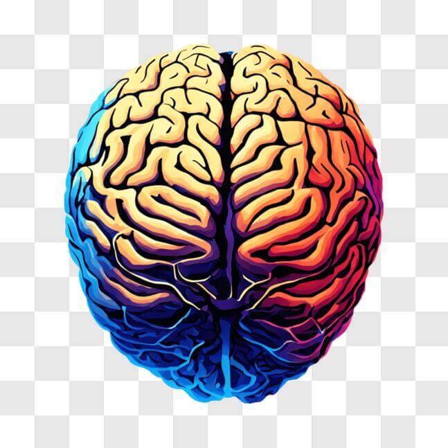 Download Colorful Brain Illustration with Red and Blue Highlights PNG ...