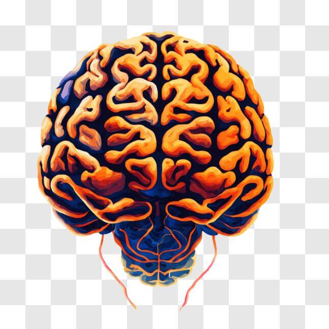 Download Illustration of Human Brain: Orange and Blue PNG Online ...